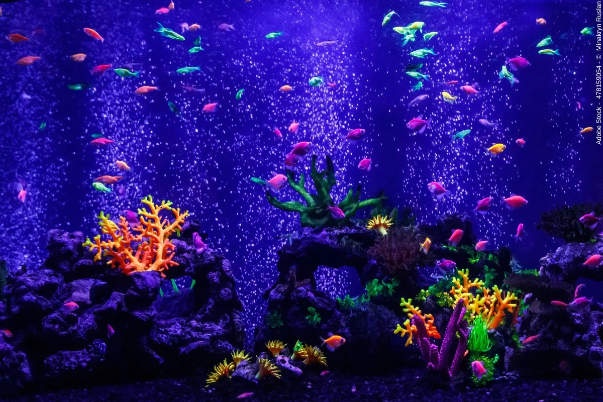 aquarium-zubehör